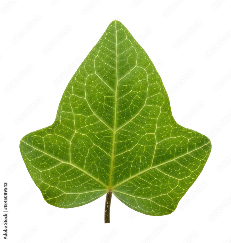 Obraz premium Exploring green ivy leaf details nature vibrant environment isolated on transparent background