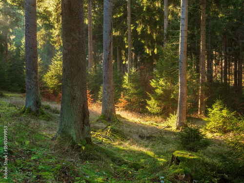 Natural Forest of Spruce Trees in the warm light of the evening sun, Thuringia, Germany