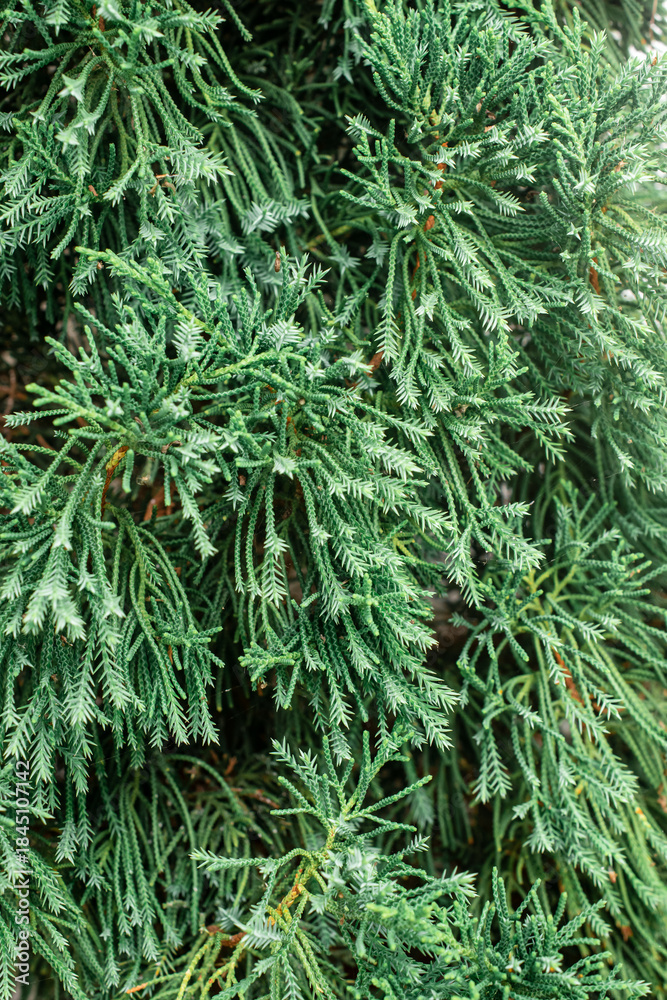 Fototapeta premium A close-up macro shot showing the details of pine branches, ideal as a background.