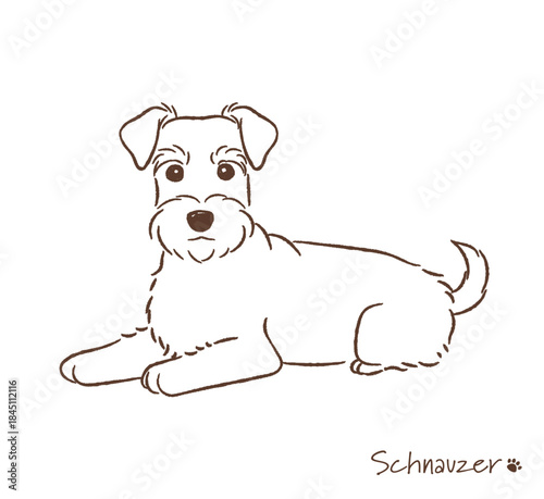 手描きのシュナウザー線画_ベクターイラスト