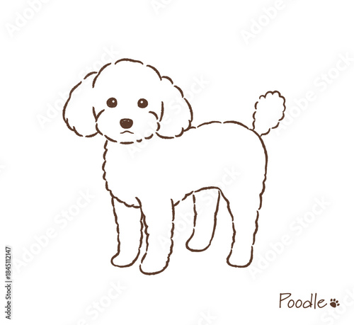 手描きのトイプードル線画_ベクターイラスト