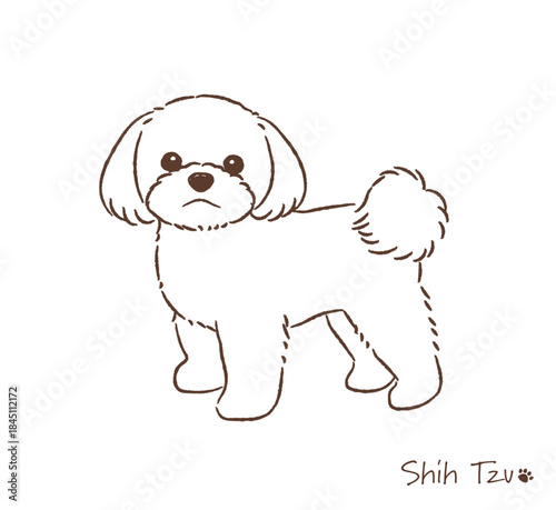 手描きのシーズー線画_ベクターイラスト