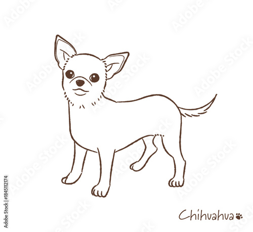 手描きのチワワ線画_ベクターイラスト