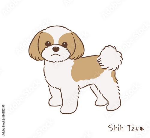 手描きのシーズー_ゴールド＆ホワイト_ベクターイラスト