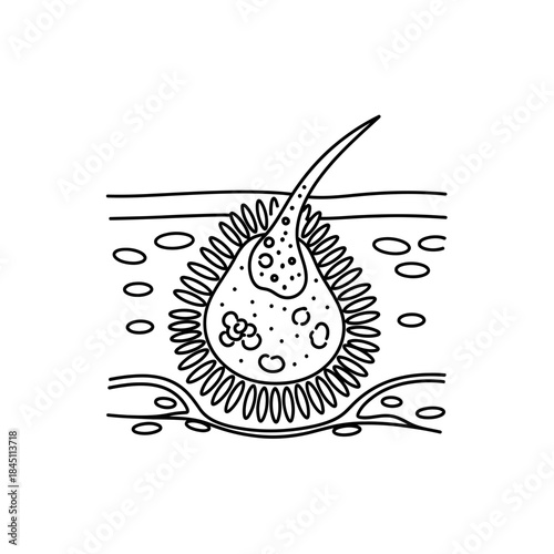 Detailed Microorganism Illustration Ciliate Structure Flagellum Drawing Scientific Biology