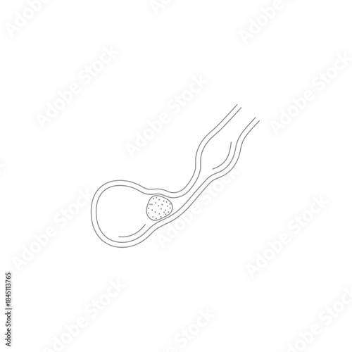 Clear Sperm Cell Outline Diagram Medical Illustration Biology Reproductive Health Graphic