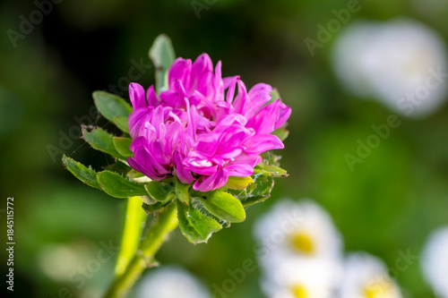 purple aster in the garden illuminated by the sun