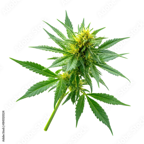 Green cannabis plant with yellow pistils and serrated leaves on black marijuana, Png On White Background, Isolated on Transparent Background, Cut Out
