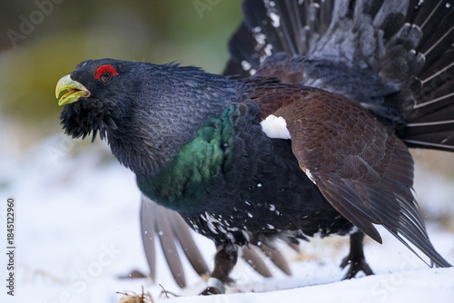 Western capercaillie on the move closeup