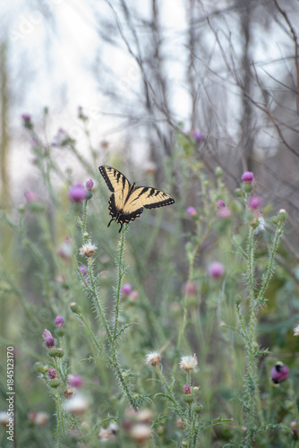 Tiger Swallowtail butterfly in wild thistle