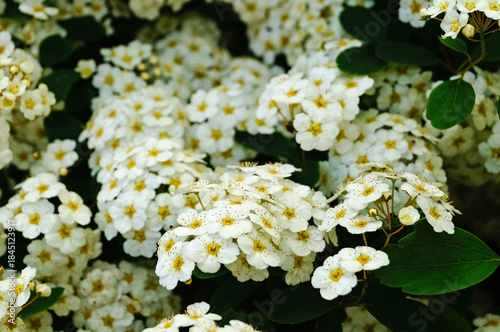 Japanese spirea flowers with white delicate petals on a bush with green leaves
