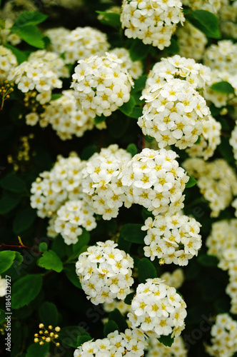 Japanese spirea flowers with white delicate petals on a bush with green leaves