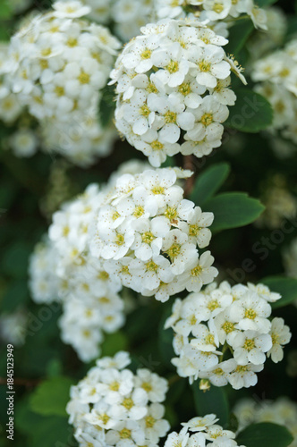 Japanese spirea flowers with white delicate petals on a bush with green leaves