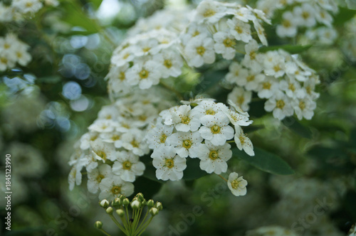 Japanese spirea flowers with white delicate petals on a bush with green leaves