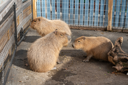 Foto 日光おさるランド＆アニタウンのカピバラ