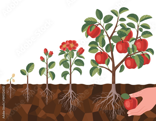 Apple tree life cycle stages from seed to tree