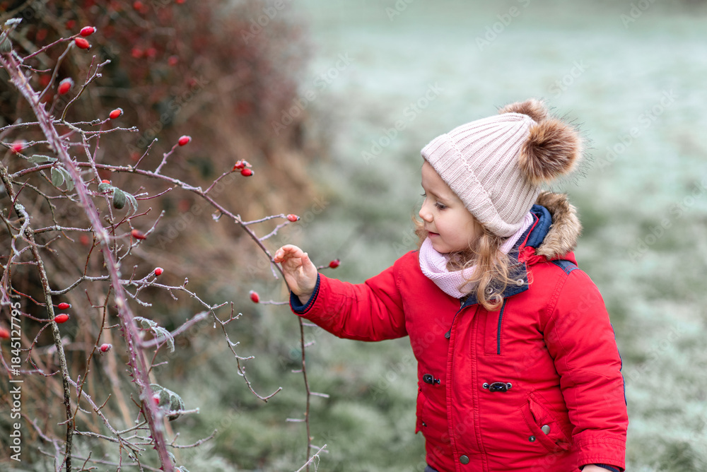 Fototapeta premium Child exploring red rosehope berries in winter.