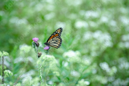 Monarch butterfly on a thistle bush