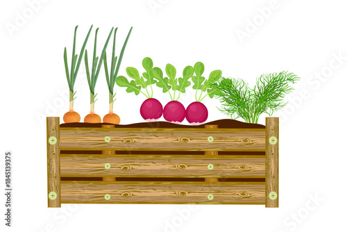 Vegetables in wooden raised bed. Raised bed filled with garden vegetable plants.Gardening, eco living or farming concept.Natural agricultural production, harvest, healthy eating, seasonal foods.Vector