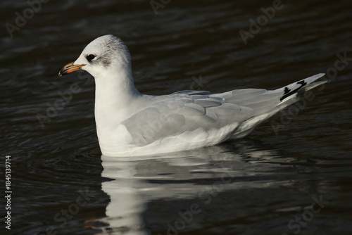 A rare Mediterranean Gull, Larus melanocephalus, swimming on a lake .