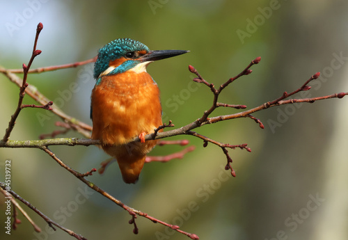 A beautiful hunting Kingfisher, Alcedo atthis, perching on a twig that is growing over a river. It has been diving into the water catching fish to eat.
