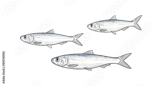 Realistic Vector Illustration of Three Sardines Swimming Together Against White Background