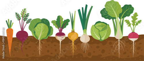 Assorted root vegetables and leafy greens growing in soil on white background carrot beet