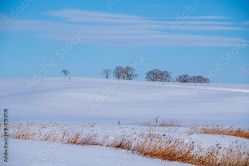 Wallpaper Mural Rolling hills and rows of trees in winter Torontodigital.ca