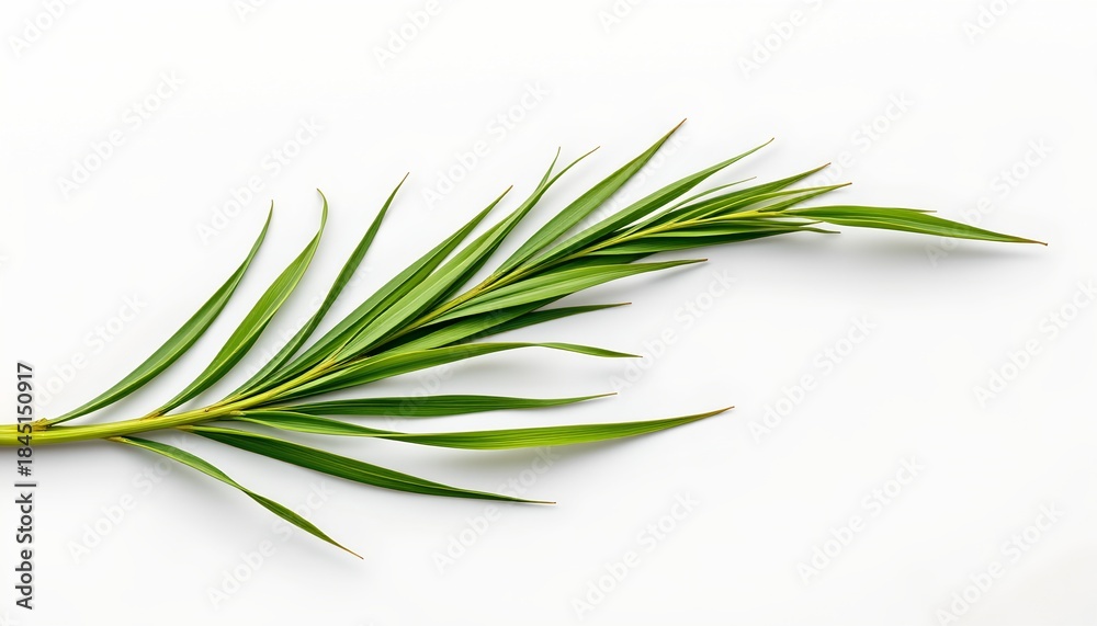 Fototapeta premium A branch of dried sage, with its green needles contrasting against a light grey background, giving an impression of freshness against a monochromatic backdrop.
