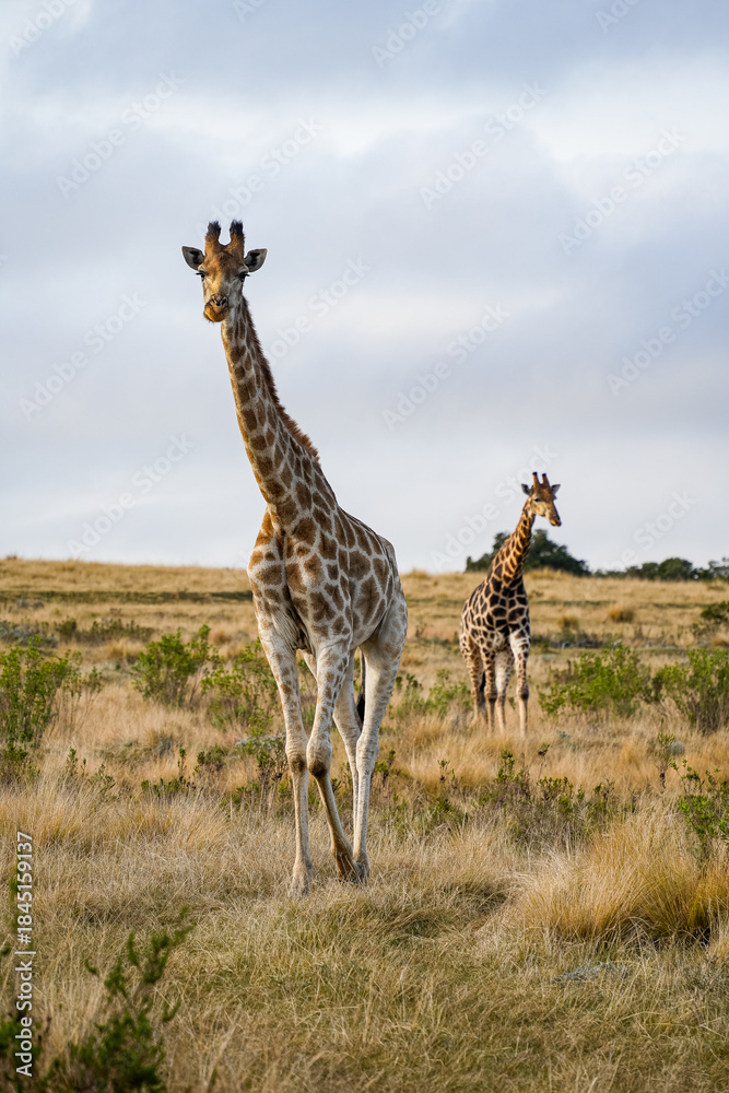 Obraz premium Wild giraffe walking through the African savanna, with warm sunlight illuminating its patterned coat.