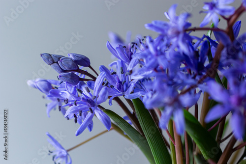 Flower design - floral border made of Scilla bifolia two-leaf squill or alpine squill isolated on white background with space for text. Spring decoration
