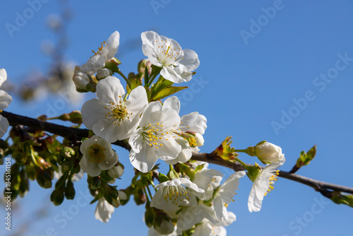 Selective focus of beautiful branches of cherry blossoms on the tree under blue sky, Beautiful Sakura flowers during spring season in the park, Floral pattern texture, Nature background