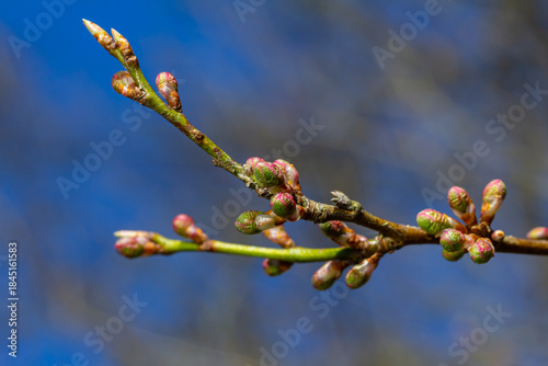 Spring young leaves on the trees against the background of a spring park. Spring landscape, trees with first leaves
