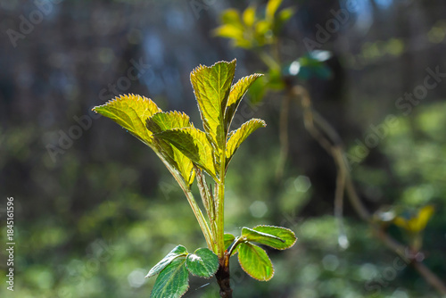 Spring young leaves on the trees against the background of a spring park. Spring landscape, trees with first leaves
