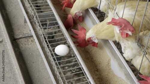 Egg Production in India - A Closer Look at the Process