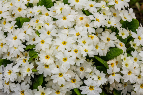 Spring flowers. Blooming primrose or primula flowers in a garden