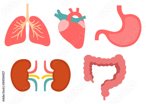 Human Internal Organs Set Flat Vector Illustration 
