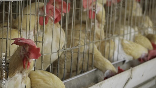 Exploring the Breeding and Production of Chickens in India