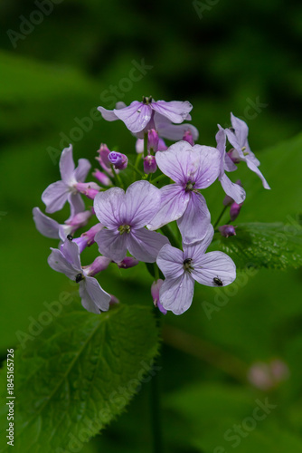Lunaria rediviva, known as perennial honesty. Beautiful light purple flowers in bloom