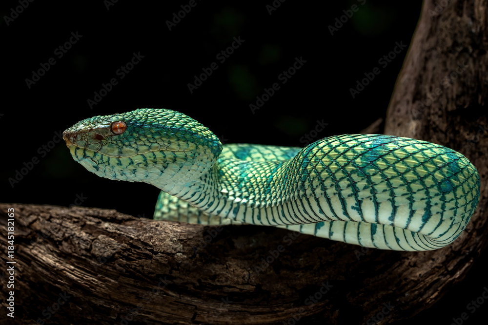 Obraz premium Bornean Keeled Pit Viper (Tropidolaemus subannulatus) on a tree branch.
