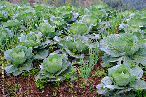 Cabbage and Scallion Field in Mountainous Region