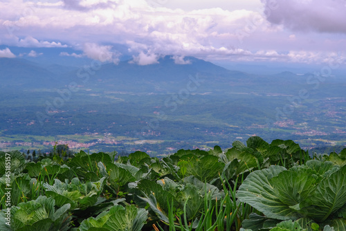 Cabbage Field with Mountain and Cloudy Sky