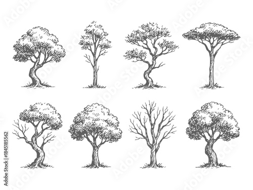 Hand Drawn Tree Silhouette Sketch Set in Vintage Ink Style