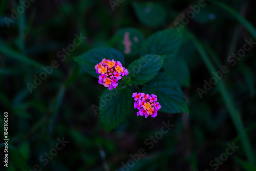 Close up Two Lantana flowers 