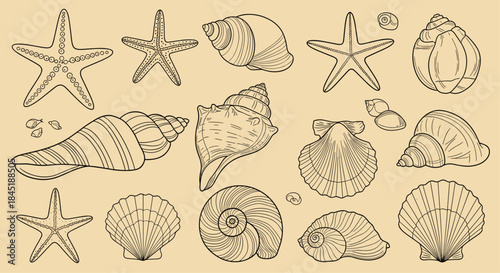 Hand-drawn collection of vintage-style seashells and starfish, illustrated in a detailed black and white engraving or sketch style.