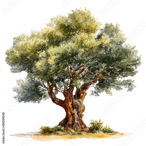 Olive Tree watercolor vector, hand-painted style, high-quality illustration isolated on white background.
