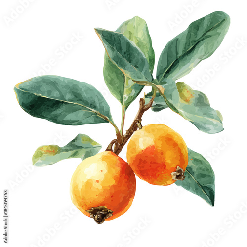 Slika na platnu Loquat watercolor vector illustration, high-quality artwork isolated on a pure white background