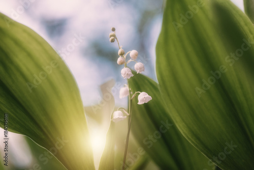 Fotografi Lily of the valley flowers growing among green leaves with soft sunlight