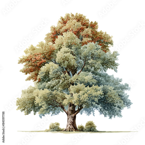Beech Tree watercolor vector illustration, high-quality artwork isolated on a pure white background.