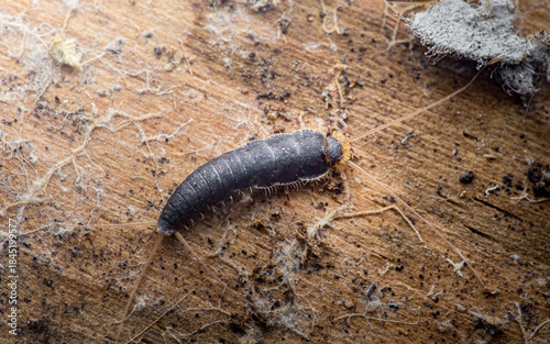 Silverfish insect crawling on dirty wooden surface